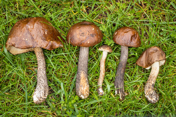 Fertile mushroom season, Freshly picked good-looking mushrooms spread on the grass