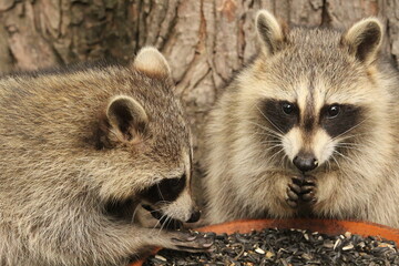 close up of a raccoon