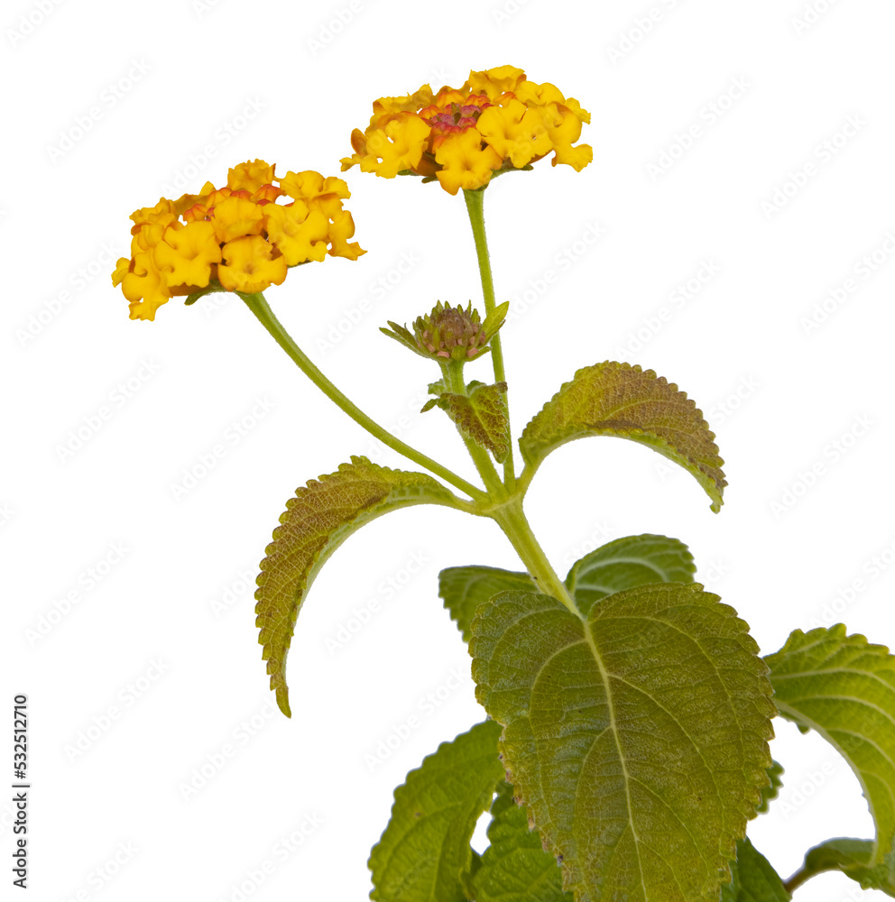 Wall mural fleurs de lantana jaune