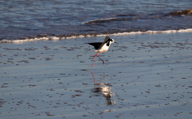 Photograph of a White-backed stilt. The bird was found on the beach of Xangri-lá, in Rio Grande do Sul, Brazil.