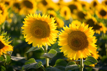 Close up sunflower in the field with blue sky.