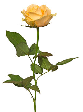 Rose jaune