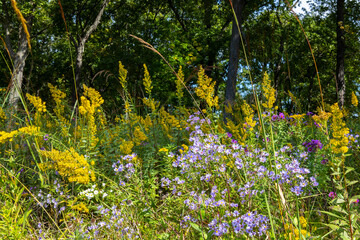 Colorful asters and goldenrod blooming with Indiangrass and dark deciduous trees in the background