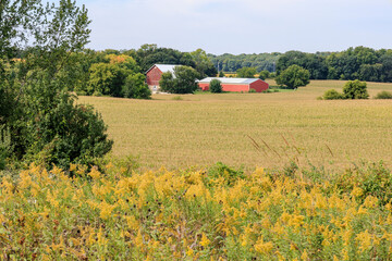 A rural scene with red farm buildings, a corn field, trees, and a prairie with goldenrod blooming in the autumn.