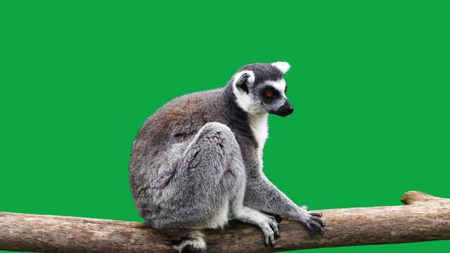ring tailed lemur looking in different directions on a green screen