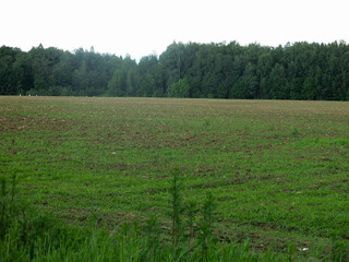 sown field in early spring with the first shoots