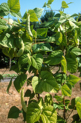 Haricot rame, Phaseolus vulgaris, vatiete Merveille de Venise