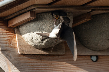 Hirondelle de fenêtre, nid,.Delichon urbicum, Common House Martin © JAG IMAGES