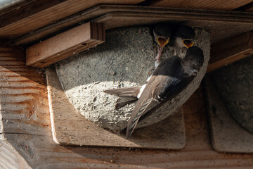 Hirondelle de fenêtre, nid,.Delichon urbicum, Common House Martin © JAG IMAGES