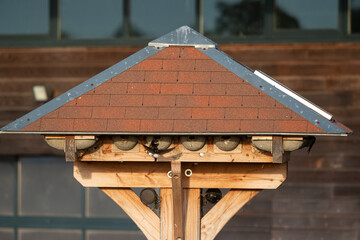 Hotel à hirondelles, Hirondelle de fenêtre, nid,.Delichon urbicum, Common House Martin © JAG IMAGES