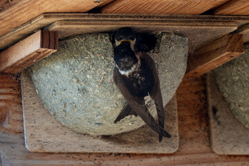 Hirondelle de fenêtre, nid,.Delichon urbicum, Common House Martin © JAG IMAGES