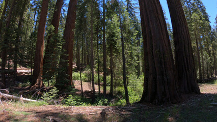 Giant sequoia trees in the Mariposa Grove of Giant Sequoias, a sequoia grove near Wavona, California, USA, in the southernmost part of Yosemite National Park.