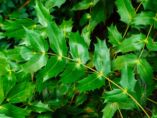 Mahonia Bealei Fortune Carriere leaves close up