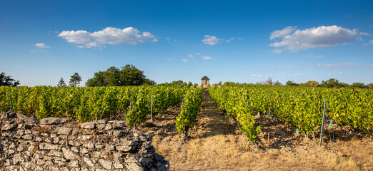 Paysage de vigne en Anjou dans les coteaux du layon en France.