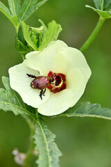 closeup the orange brown color Aconcagua man ca beetle insect hold on lady finger plant flower soft focus natural green brown background.