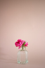 pink garden roses in a glass vase on a pink background