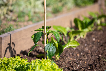 Jeune pousse verte dans un jardin potager au soleil.
