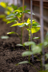 Jeune pousse verte dans un jardin potager au soleil.