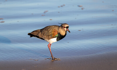 Photograph of a Southern lapwing. 