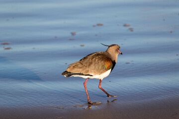 Photograph of a Southern lapwing. The bird was found on the beach of Xangri-lá, in Rio Grande do Sul, Brazil.