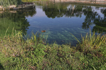 Weier, See, Wasser, Algen, Teich, Spiegelung, Schatten