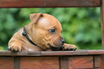 Staffordshire bull terrier, wonderful puppies from professional breeding of purebred dogs in Poland.