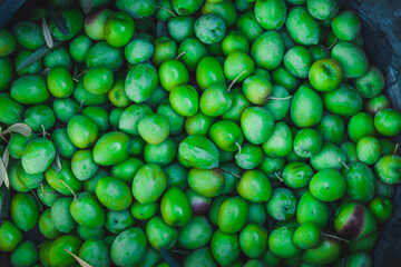Close up shot group of ecological heap of green raw olives at an indoor food market. Manzanilla green olives tree harvest in Seville, Spain. Abstract background with circles for copy space