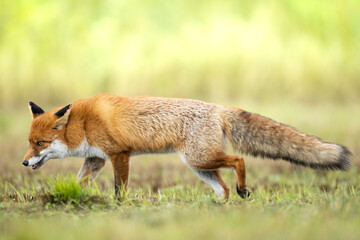 Naklejka na ściany i meble Fox (Vulpes vulpes) in autumn scenery, Poland Europe, animal walking among autumn meadow in amazing warm light green background