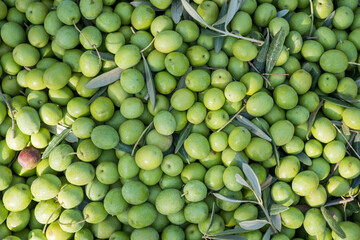 Close up shot group of ecological heap of green raw olives at an indoor food market. Manzanilla green olives tree harvest in Seville, Spain. Abstract background with circles for copy space. Oliv pure.