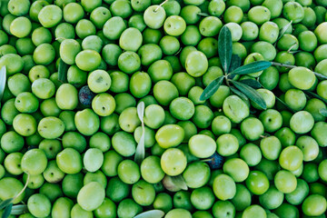 Close up shot group of ecological heap of green raw olives at an indoor food market. Manzanilla green olives tree harvest in Seville, Spain. Abstract background with circles for copy space