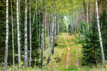 Landscape forest alley with birches early autumn Poland Europe