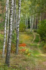 Landscape forest alley with birches early autumn Poland Europe
