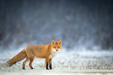 Fox (Vulpes vulpes) in winter scenery, Poland Europe, animal walking among winter meadow in amazing...