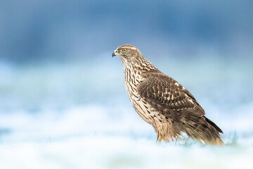 Birds of prey Goshawk Accipiter gentilis juvenile bird hunting time Poland Europe bird sitting on the ground in snow winter frosty day