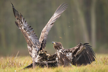 fighting Majestic predator White-tailed eagle, Haliaeetus albicilla in Poland wild nature