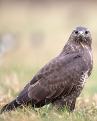 Common buzzard (Buteo buteo) in the fields buzzards in natural habitat, hawk bird on the ground, predatory bird close up