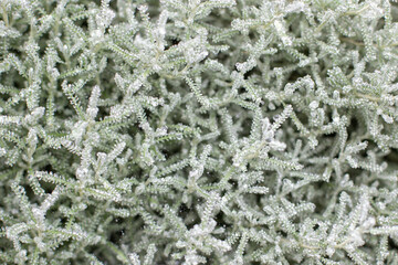 abstract background of plant origin, selective focus