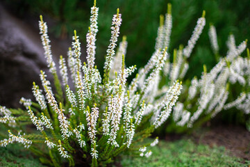 a close up shot of the beautiful flowers of white heather