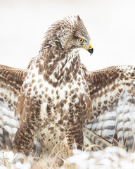 Common buzzard (Buteo buteo) in the fields in winter snow, buzzards in natural habitat, hawk bird on the ground, predatory bird close up