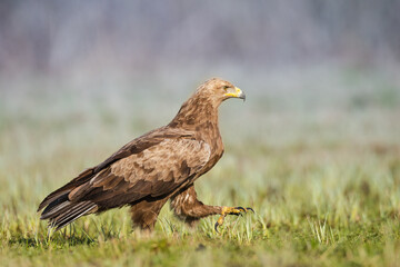 Naklejka na ściany i meble Birds of prey - Lesser Spotted Eagle (Aquila pomarina) two birds on green meadow, hunting time