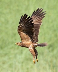 Birds of prey - Lesser Spotted Eagle (Aquila pomarina) two birds on green meadow, hunting time