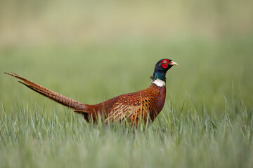 Common pheasant (Phasianus colchius) Ring-necked pheasant in natural habitat, green background, grassland