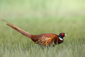 Common pheasant (Phasianus colchius) Ring-necked pheasant in natural habitat, green background, grassland