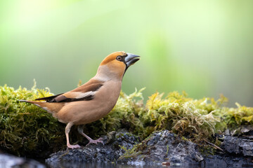 Bird Hawfinch Coccothraustes coccothraustes amazing bird green background