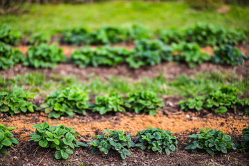 Strawberry planted in soil get ripe under sun. Cultivated land close up with sprout. Agriculture plant growing in bed row. Green natural food crop