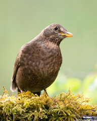 female Blackbird Turdus merula on the forest puddle amazing warm light sunset sundown
