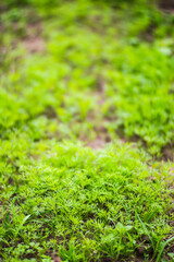 Carrot crops planted in soil get ripe under sun. Cultivated land close up with sprout. Agriculture plant growing in bed row. Green natural food crop