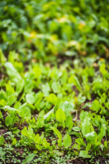 Young crops planted in soil get ripe under sun. Cultivated land close up with sprout. Agriculture plant growing in bed row. Green natural food crop