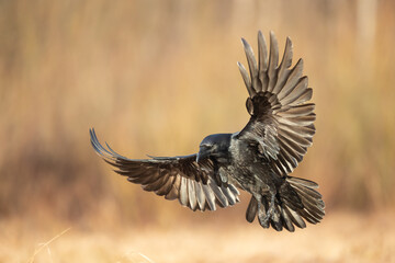 A beautiful flying raven ( Corvus corax ) North Poland Europe