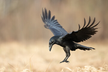 A beautiful flying raven ( Corvus corax ) North Poland Europe